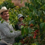Juzgado ordenó la restitución de 691 hectáreas a campesinos del Eje Cafetero
