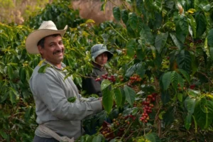 campesinos eje cafetero