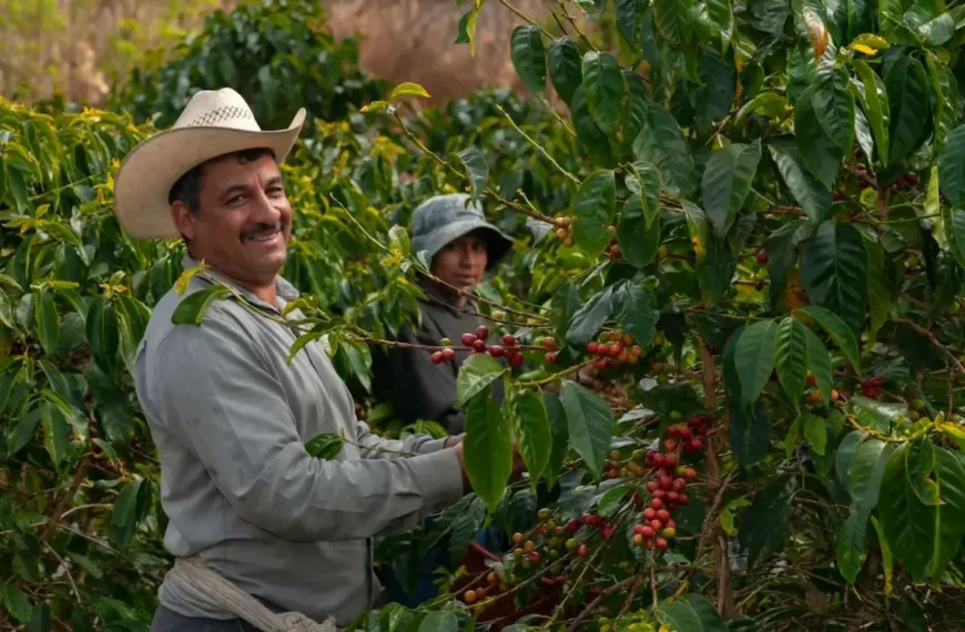 Juzgado ordenó la restitución de 691 hectáreas a…