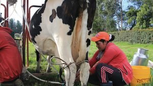 Entrada de leche de Estados Unidos sin aranceles pone en alerta a productores colombianos