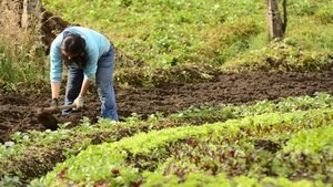 Gobierno de De la Espriella desmonta protección a 15.839 hectáreas destinadas a la producción de alimentos en la Sabana de Bogotá